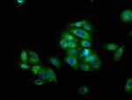 CD223 Antibody in Immunocytochemistry (ICC/IF)