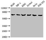 L-Plastin Antibody in Western Blot (WB)