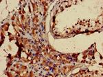 LHR Antibody in Immunohistochemistry (Paraffin) (IHC (P))