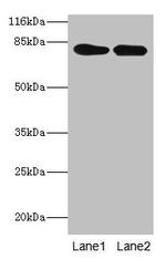 LHR Antibody in Western Blot (WB)