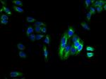 LPAR4 Antibody in Immunocytochemistry (ICC/IF)