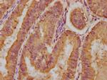 LPAR4 Antibody in Immunohistochemistry (Paraffin) (IHC (P))