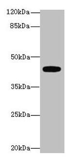 LPAR4 Antibody in Western Blot (WB)