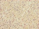 LRP4 Antibody in Immunohistochemistry (Paraffin) (IHC (P))