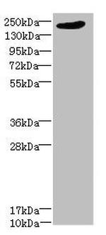 LRP4 Antibody in Western Blot (WB)