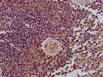 LRP130 Antibody in Immunohistochemistry (Paraffin) (IHC (P))