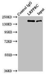 LRP130 Antibody in Western Blot (WB)