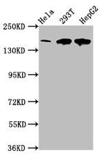 LRP130 Antibody in Western Blot (WB)