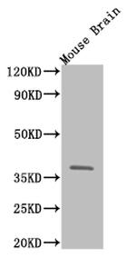 MAS1 Antibody in Western Blot (WB)