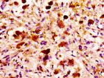 MASP2 Antibody in Immunohistochemistry (Paraffin) (IHC (P))