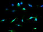 MDH1 Antibody in Immunocytochemistry (ICC/IF)