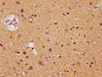 MDH1 Antibody in Immunohistochemistry (Paraffin) (IHC (P))