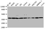 MDH1 Antibody in Western Blot (WB)