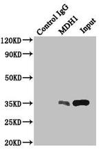 MDH1 Antibody in Western Blot (WB)