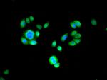 PSMB2 Antibody in Immunocytochemistry (ICC/IF)