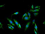 Melanophilin Antibody in Immunocytochemistry (ICC/IF)