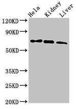 Melanophilin Antibody in Western Blot (WB)