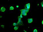 MOBP Antibody in Immunocytochemistry (ICC/IF)