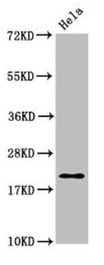 MOBP Antibody in Western Blot (WB)