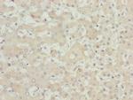 MOCS3 Antibody in Immunohistochemistry (Paraffin) (IHC (P))