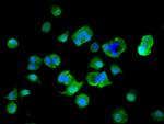 MTHFS Antibody in Immunocytochemistry (ICC/IF)