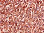 MTHFS Antibody in Immunohistochemistry (Paraffin) (IHC (P))