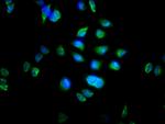 MTRF1 Antibody in Immunocytochemistry (ICC/IF)