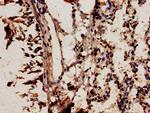 NCF2 Antibody in Immunohistochemistry (Paraffin) (IHC (P))