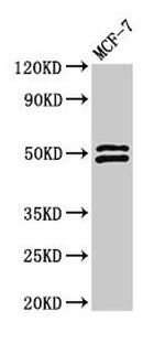 NCF2 Antibody in Western Blot (WB)