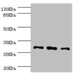 NNMT Antibody in Western Blot (WB)