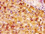 NTN1 Antibody in Immunohistochemistry (Paraffin) (IHC (P))