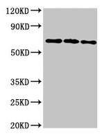 NTN1 Antibody in Western Blot (WB)