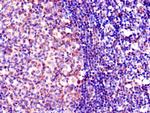 OGG1 Antibody in Immunohistochemistry (Paraffin) (IHC (P))