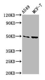 OMD Antibody in Western Blot (WB)