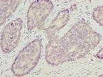 OPHN1 Antibody in Immunohistochemistry (Paraffin) (IHC (P))