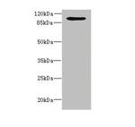 OPHN1 Antibody in Western Blot (WB)