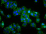 Opsin Green Antibody in Immunocytochemistry (ICC/IF)