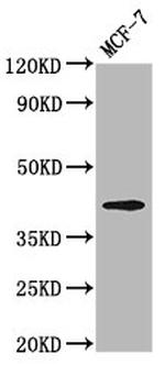 Opsin Green Antibody in Western Blot (WB)