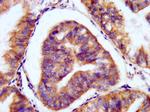 PAM Antibody in Immunohistochemistry (Paraffin) (IHC (P))