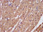 PAM Antibody in Immunohistochemistry (Paraffin) (IHC (P))