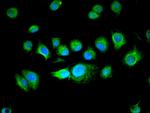 BUD31 Antibody in Immunocytochemistry (ICC/IF)