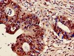 BUD31 Antibody in Immunohistochemistry (Paraffin) (IHC (P))