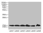 BUD31 Antibody in Western Blot (WB)