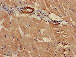 PCCA Antibody in Immunohistochemistry (Paraffin) (IHC (P))