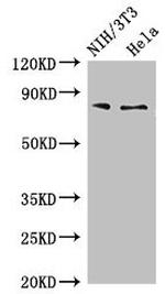 PCCA Antibody in Western Blot (WB)