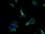 PCSK5 Antibody in Immunocytochemistry (ICC/IF)