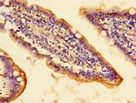 PCSK5 Antibody in Immunohistochemistry (Paraffin) (IHC (P))