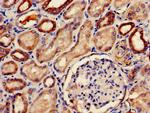 PDE2A Antibody in Immunohistochemistry (Paraffin) (IHC (P))