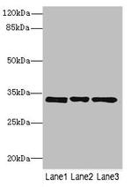 PECR Antibody in Western Blot (WB)