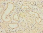 PGAM2 Antibody in Immunohistochemistry (Paraffin) (IHC (P))